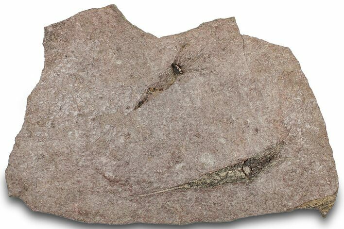 Eocrinoid (Ascocystites) Mortality Plate - Ordovician #305165